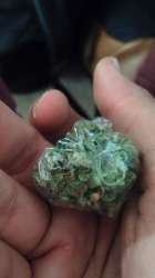 herb.jpg