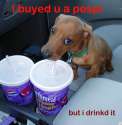Pepsi Pup.jpg