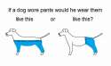 doggo pantsu.jpg