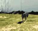 1431891269810.gif