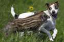 OMFDOG 1.jpg