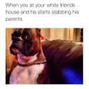 White Friends.jpg