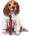 In Dog We Trust.jpg