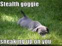 Stealth Dog.jpg