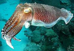 cuttlefish-dark.jpg