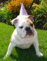 doggo hatimus (43).jpg