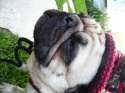 doggo hatimus (227).jpg