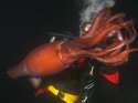 abc_wn_squid_090717_ms.jpg