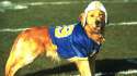 air bud.jpg