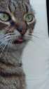 cat13.jpg