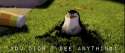 fig.gif