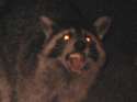 damn_coons.jpg