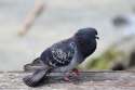 pigeon20.jpg