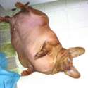 fat chihuahua.jpg