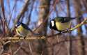 640px-Winter_Russian_birds,_Blue_Tit_and_Great_Tit_(Лазоревка_u_синица).jpg