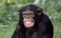 chimp3.jpg