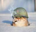 snow kitty.jpg
