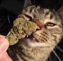catweed.jpg