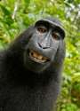 monkey-selfie_custom-6c31c5060ac8590cd1317de8e075796d6be0510d-s400-c85.jpg