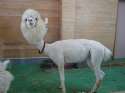 shavedllama.jpg