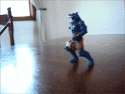 image.gif