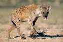 hyena[1].jpg