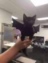 bat.jpg
