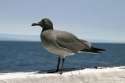 Lava Gull.jpg