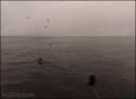 fuck the ocean.gif