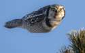 potd-owl_3490388k.jpg