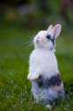 l-bunny.jpg