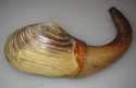 qik-clams-03.jpg