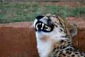 cheetah_lol_1.jpg