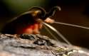velvet worm 2.gif