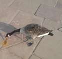 goose-puke.jpg
