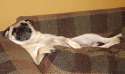 dog-comfy2.jpg