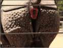 elephant butt.gif