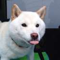 doggo.jpg