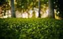 green-forest-ed-mcgowan-hd-wallpaper.jpg