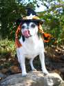 doggo hatimus (1269).jpg