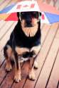 doggo hatimus (1001).jpg