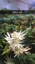 Albino-Bud.jpg