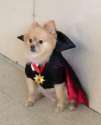 vampupper.jpg