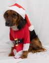 doggo hatimus (946).jpg