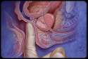 Prostate Massage.jpg