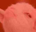 The face of death.jpg