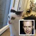 Steve Buscemicat.jpg