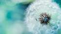 Beautiful-Dandelion-Macro-Wallpaper-Full-HD-022.jpg
