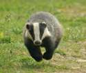 Badger.png
