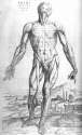muscles_historic.jpg